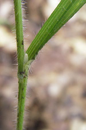 Brachypodium sylvaticum \ Wald-Zwenke / False Brome, D Frankfurt-Louisa 14.7.2012