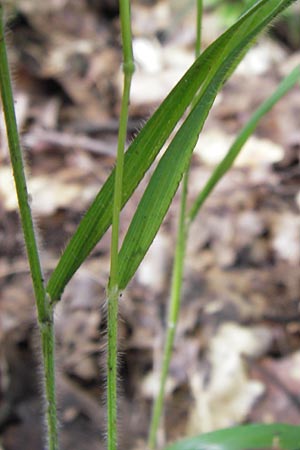 Brachypodium sylvaticum \ Wald-Zwenke / False Brome, D Frankfurt-Louisa 14.7.2012