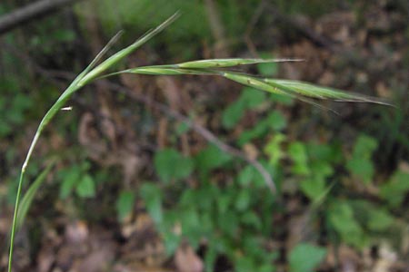 Brachypodium sylvaticum / False Brome, D Frankfurt-Louisa 14.7.2012