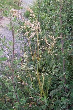 Bromus secalinus \ Roggen-Trespe, D Heidelberg 21.7.2012