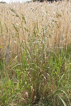 Bromus grossus \ Dicke Trespe, Dickhrige Trespe, D Odenwald, Juhöhe 26.7.2013