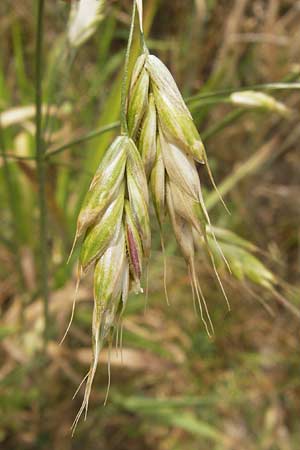 Bromus grossus \ Dicke Trespe, Dickhrige Trespe / Great Rye Brome, Whiskered Brome, D Odenwald, Juhöhe 26.7.2013