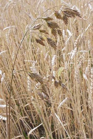 Bromus grossus \ Dicke Trespe, Dickhrige Trespe, D Odenwald, Juhöhe 26.7.2013