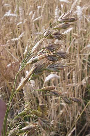 Bromus grossus \ Dicke Trespe, Dickhrige Trespe, D Odenwald, Juhöhe 26.7.2013