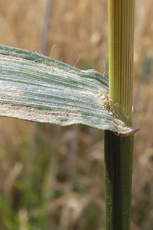 Bromus grossus \ Dicke Trespe, Dickhrige Trespe / Great Rye Brome, Whiskered Brome, D Odenwald, Juhöhe 26.7.2013