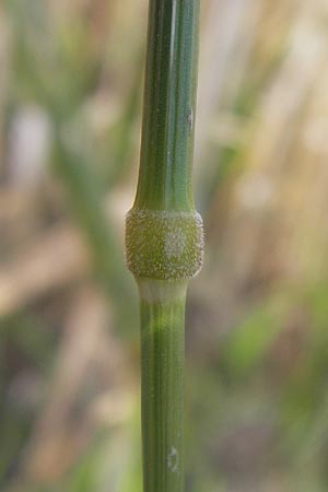 Bromus grossus \ Dicke Trespe, Dickhrige Trespe / Great Rye Brome, Whiskered Brome, D Odenwald, Juhöhe 26.7.2013