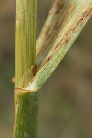 Bromus grossus \ Dicke Trespe, Dickhrige Trespe, D Odenwald, Juhöhe 26.7.2013