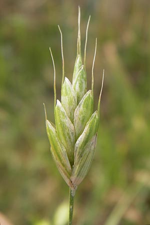 Bromus grossus \ Dicke Trespe, Dickhrige Trespe, D Odenwald, Juhöhe 26.7.2013