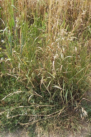 Bromus grossus \ Dicke Trespe, Dickhrige Trespe, D Odenwald, Juhöhe 26.7.2013