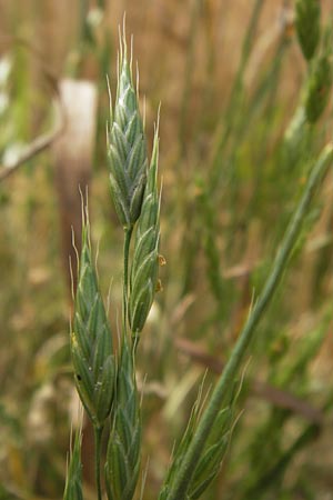 Bromus grossus \ Dicke Trespe, Dickhrige Trespe, D Odenwald, Juhöhe 26.7.2013