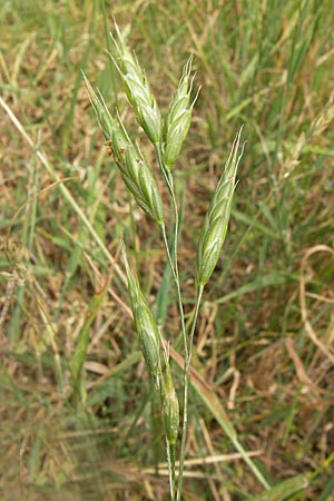 Bromus grossus \ Dicke Trespe, Dickhrige Trespe, D Odenwald, Juhöhe 26.7.2013