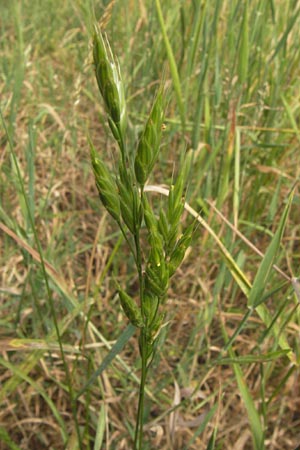 Bromus grossus \ Dicke Trespe, Dickhrige Trespe / Great Rye Brome, Whiskered Brome, D Odenwald, Juhöhe 26.7.2013