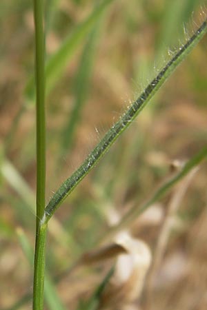 Bromus grossus \ Dicke Trespe, Dickhrige Trespe, D Odenwald, Juhöhe 26.7.2013