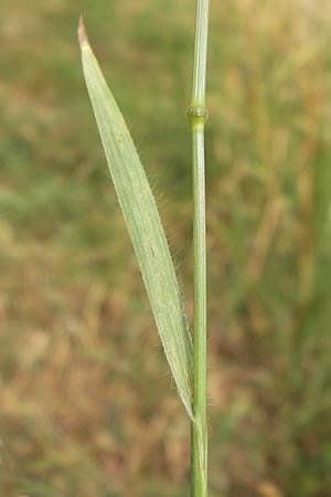 Bromus grossus \ Dicke Trespe, Dickhrige Trespe, D Odenwald, Juhöhe 26.7.2013