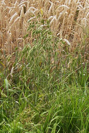 Bromus grossus \ Dicke Trespe, Dickhrige Trespe, D Odenwald, Juhöhe 26.7.2013