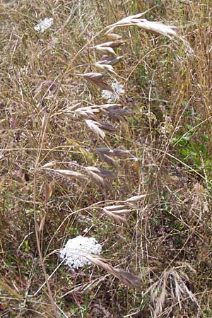 Bromus secalinus \ Roggen-Trespe / Cheat Grass, Chess Grass, D Friedewald 27.7.2013