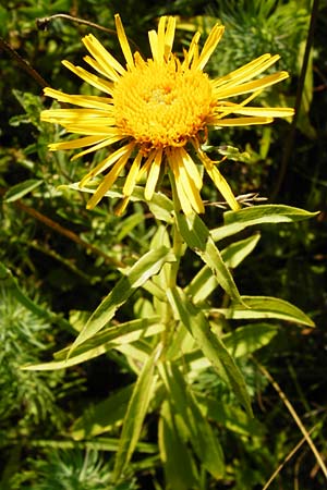 Pentanema salicinum, Weidenblättriger Alant