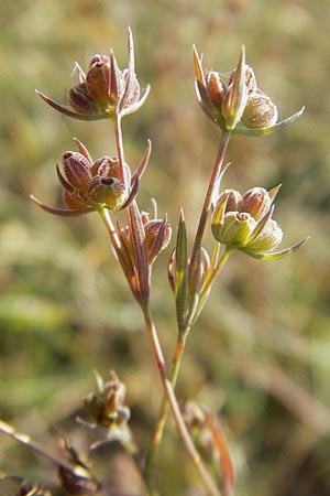 Bupleurum tenuissimum / Slender Hare's Ear, D Pfalz, Landau 26.9.2011