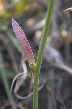 Bupleurum tenuissimum \ Salz-Hasenohr / Slender Hare's Ear, D Pfalz, Landau 26.9.2011