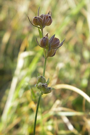 Bupleurum tenuissimum \ Salz-Hasenohr / Slender Hare's Ear, D Pfalz, Landau 26.9.2011