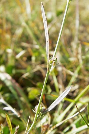 Bupleurum tenuissimum \ Salz-Hasenohr / Slender Hare's Ear, D Pfalz, Landau 26.9.2011