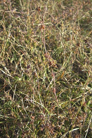 Bupleurum tenuissimum / Slender Hare's Ear, D Pfalz, Landau 26.9.2011