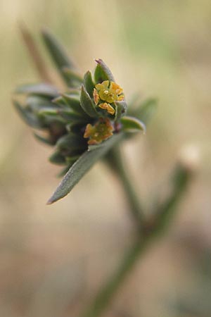 Bupleurum tenuissimum / Slender Hare's Ear, D Pfalz, Landau 20.8.2012