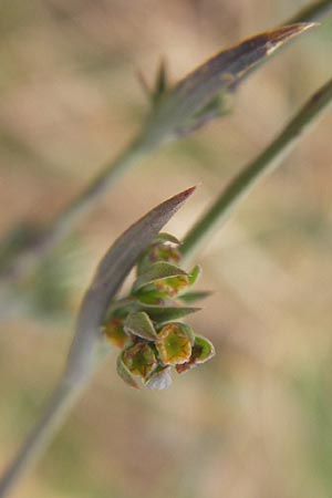 Bupleurum tenuissimum \ Salz-Hasenohr / Slender Hare's Ear, D Pfalz, Landau 20.8.2012