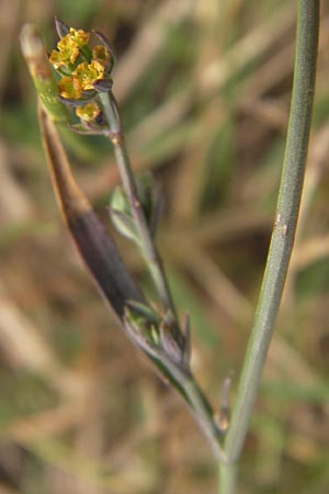 Bupleurum tenuissimum \ Salz-Hasenohr / Slender Hare's Ear, D Pfalz, Landau 20.8.2012