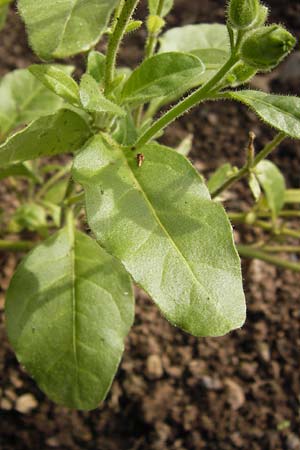 Nicotiana rustica \ Bauern-Tabak / Wild Tobacco, D Botan. Gar.  Universit.  Heidelberg 1.9.2013