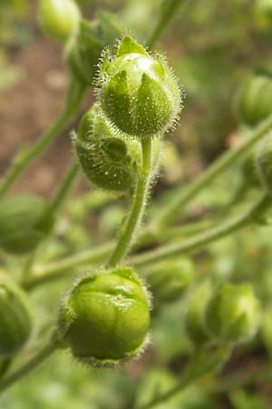 Nicotiana rustica \ Bauern-Tabak / Wild Tobacco, D Botan. Gar.  Universit.  Heidelberg 1.9.2013