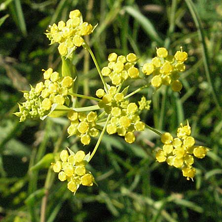 Bupleurum falcatum \ Langblttriges Hasenohr, Sichelblttriges Hasenohr, D Pforzheim 29.6.2006