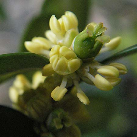 Buxus sempervirens \ Gewhnlicher Buchsbaum / Boxtree, D Weinheim an der Bergstraße 17.3.2007