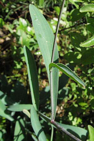 Bupleurum falcatum \ Langblttriges Hasenohr, Sichelblttriges Hasenohr, D Karlstadt 16.6.2007