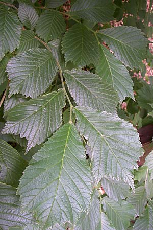 Ulmus glabra \ Berg-Ulme / Elm, D Dhaun 16.6.2008