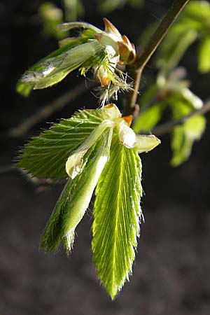 Carpinus betulus \ Hain-Buche, Wei-Buche / Hornbeam, D Pfalz, Wörth 8.4.2009