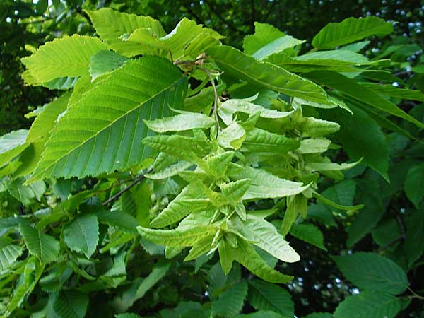 Carpinus betulus \ Hain-Buche, Wei-Buche / Hornbeam, D Bruchsal 13.6.2009