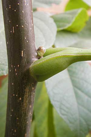 Juglans regia / Persian Walnut, D Mannheim 25.10.2009