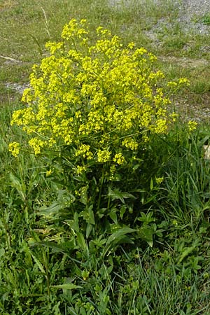 Bunias orientalis, Orientalisches Zackenschtchen