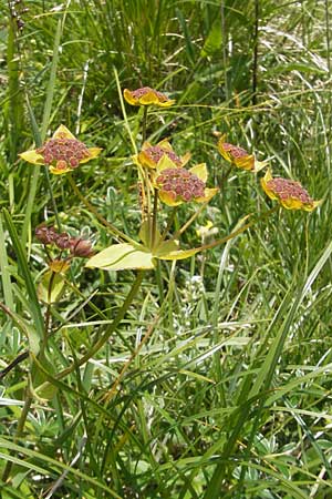 Bupleurum stellatum \ Stern-Hasenohr / Starry Hare's Ear, D Immenstadt 21.6.2011