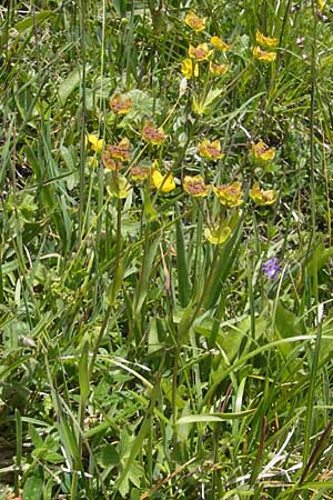 Bupleurum stellatum \ Stern-Hasenohr, D Immenstadt 21.6.2011