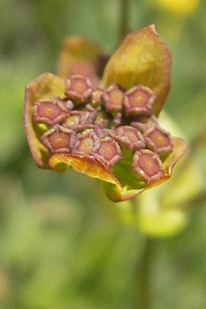 Bupleurum stellatum \ Stern-Hasenohr / Starry Hare's Ear, D Immenstadt 21.6.2011