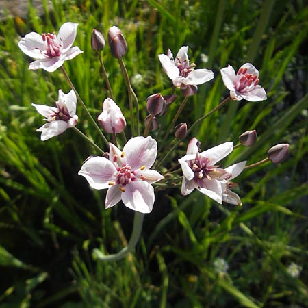Butomus umbellatus \ Doldige Schwanenblume / Flowering Rush, D Bruchsal 23.6.2012