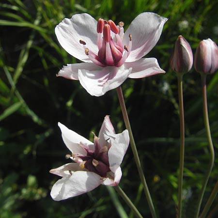 Butomus umbellatus \ Doldige Schwanenblume, D Bruchsal 23.6.2012