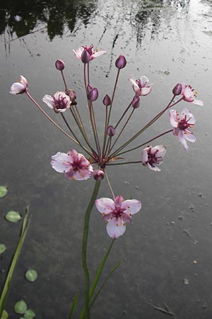 Butomus umbellatus \ Doldige Schwanenblume / Flowering Rush, D Botan. Gar.  Universit.  Heidelberg 11.6.2013