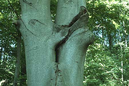 Fagus sylvatica \ Rot-Buche, D Pforzheim 7.5.1994