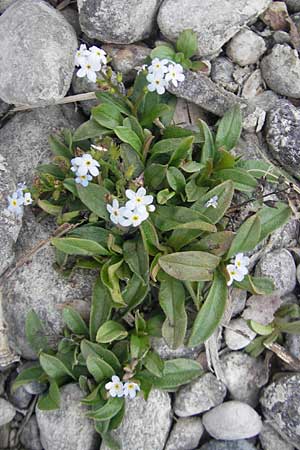 Myosotis rehsteineri \ Bodensee-Vergissmeinnicht / Lake Constance Forget-me-not, D Hegne 17.6.2011