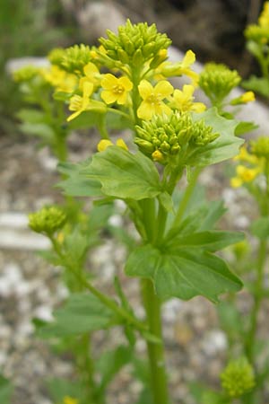 Barbarea vulgaris \ Gewhnliches Barbarakraut, D Erding 6.5.2012