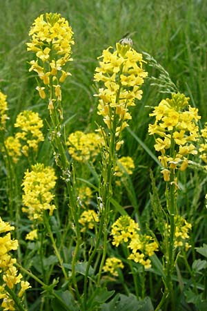 Barbarea vulgaris \ Gewhnliches Barbarakraut / Winter Cress, D Mannheim 8.5.2014