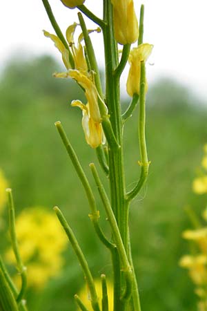 Barbarea vulgaris \ Gewhnliches Barbarakraut / Winter Cress, D Mannheim 8.5.2014